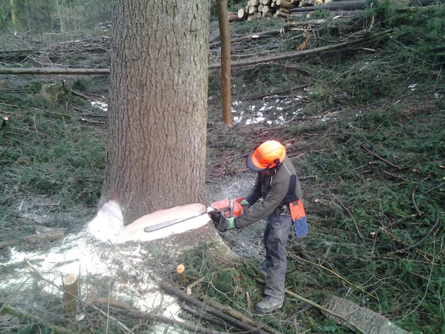 Baum wird gefällt