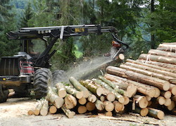 Harvester am Holzplatz